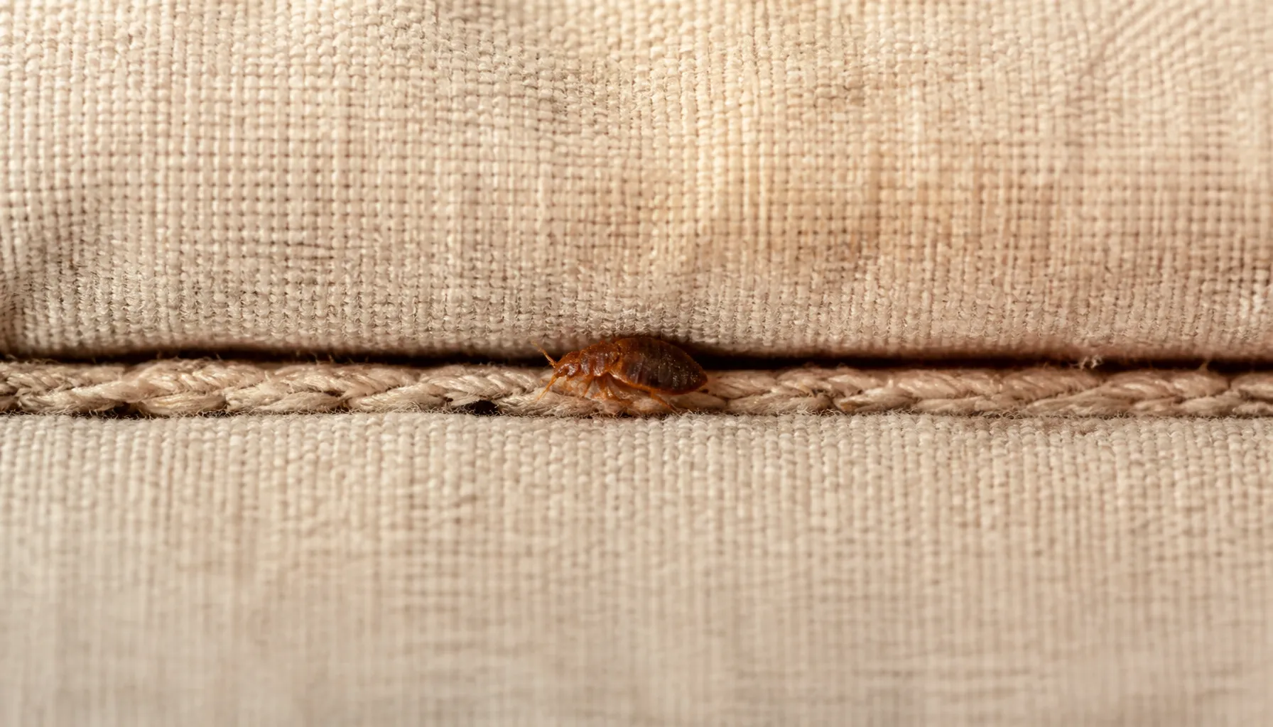 Uncovering the Secrets: Where Do Bed Bugs Hide?