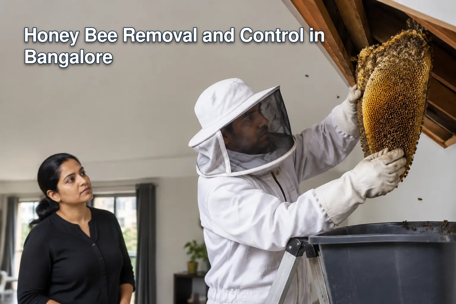 Professional beekeeper removing a honey bee hive from an attic